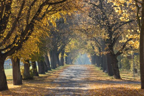 Image of a road lined with trees