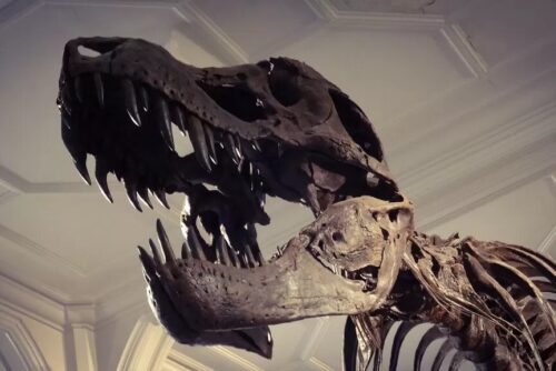MM t rex jpg ezgif com webp to jpg converter